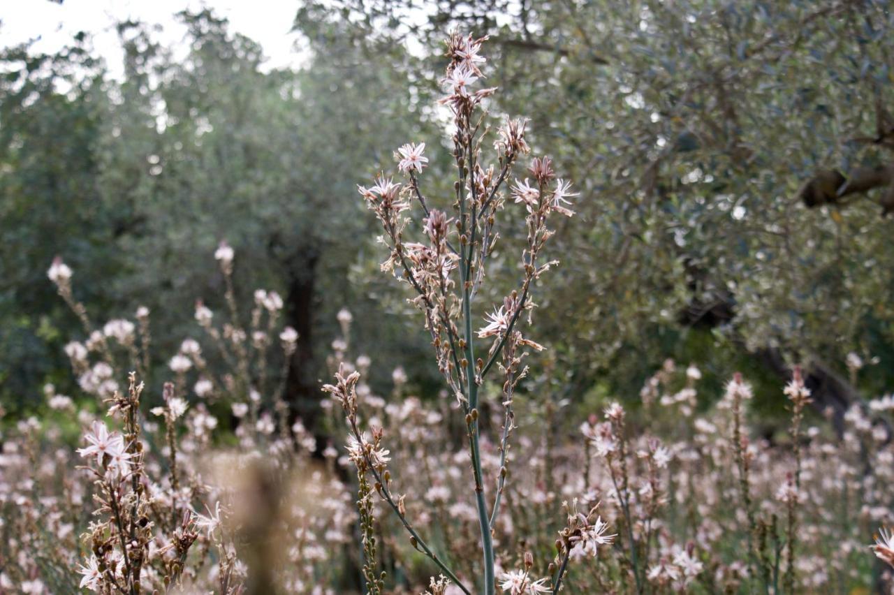Finca Ca Na Barons Villa *